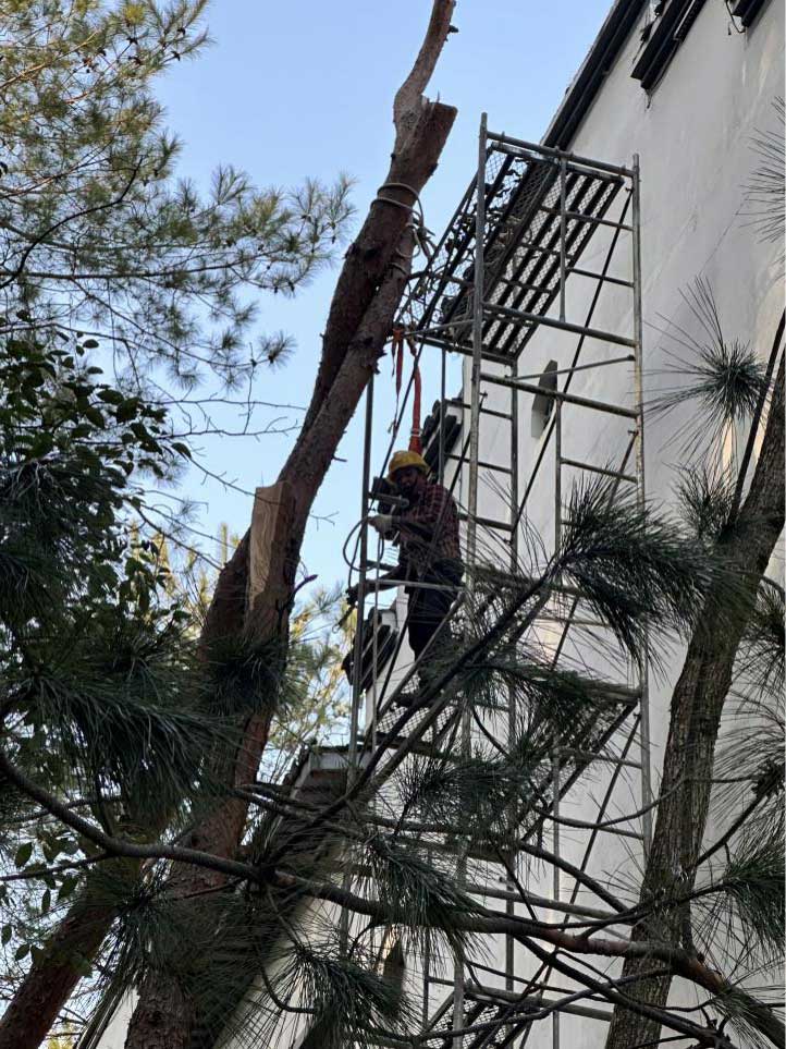 排除隱患，國資公司砍樹解民憂