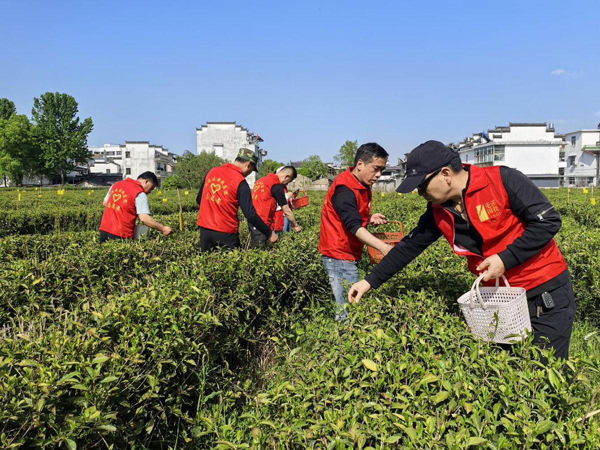昱城產(chǎn)投公司黨支部開展“茶香潤初心,黨旗映茶園”主題黨日活動