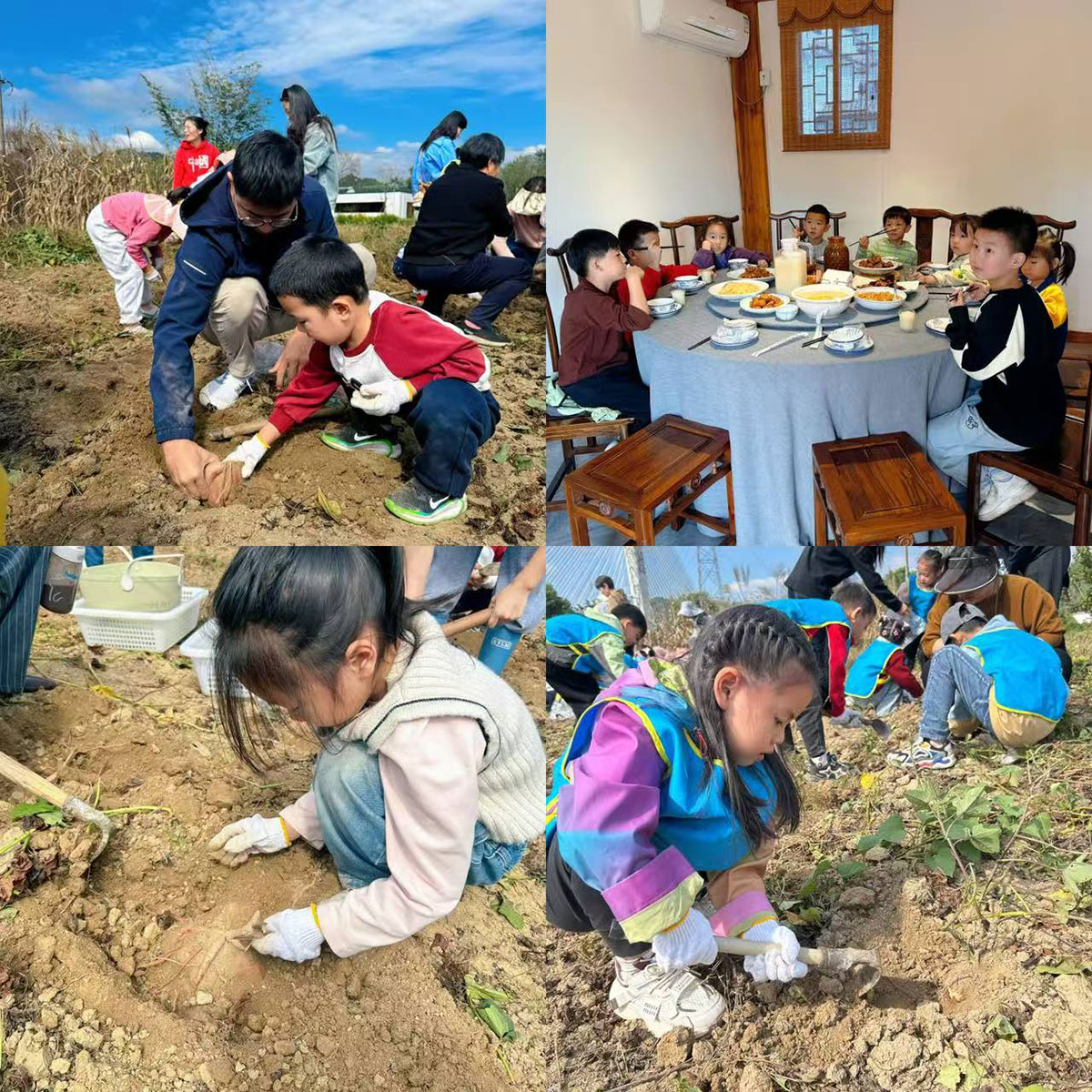 南溪南村：以薯為媒繪新景，活動賦能興鄉(xiāng)村