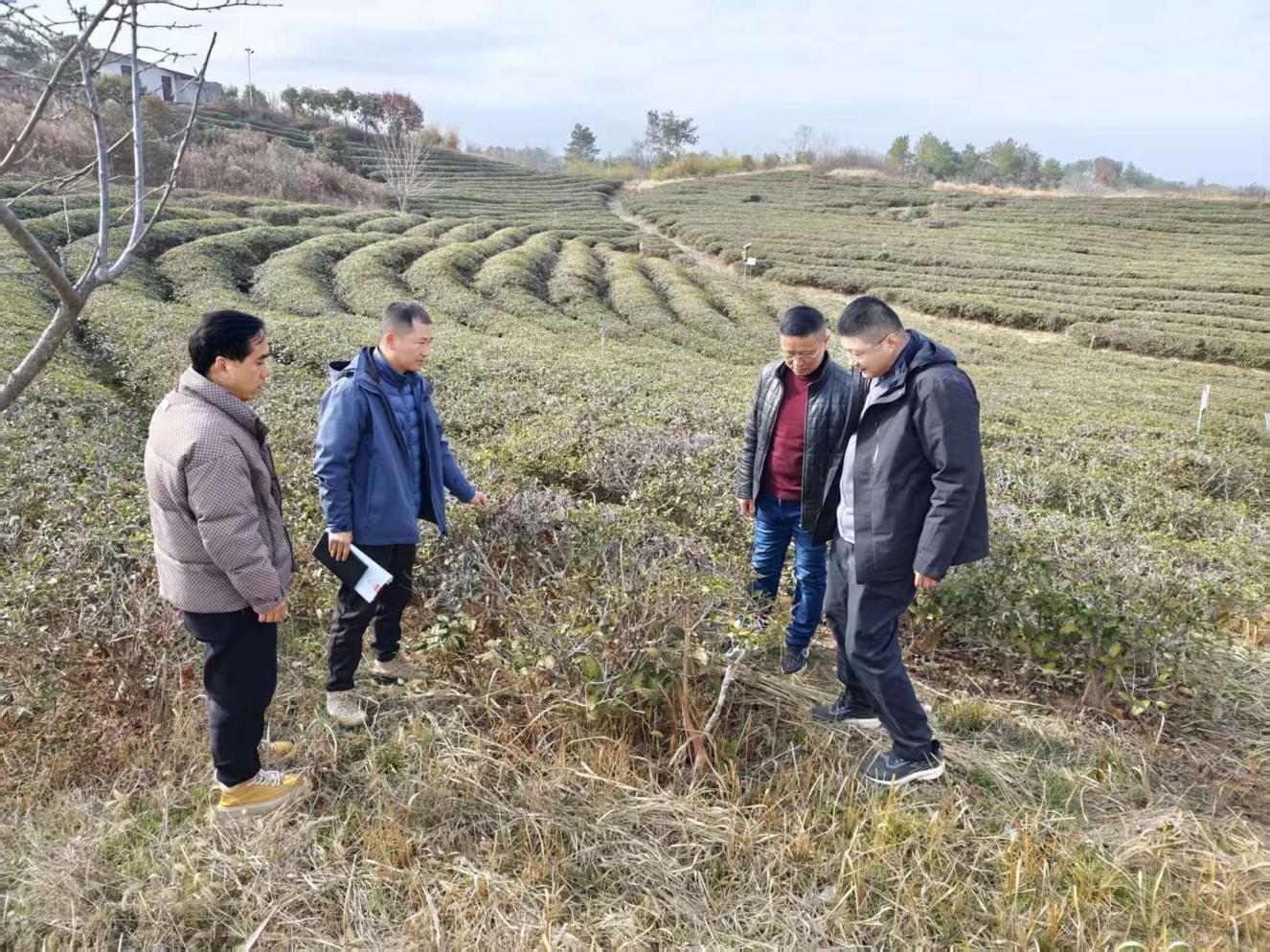 茶葉專家獻(xiàn)良策出實(shí)招 助力茶園管理提質(zhì)增效