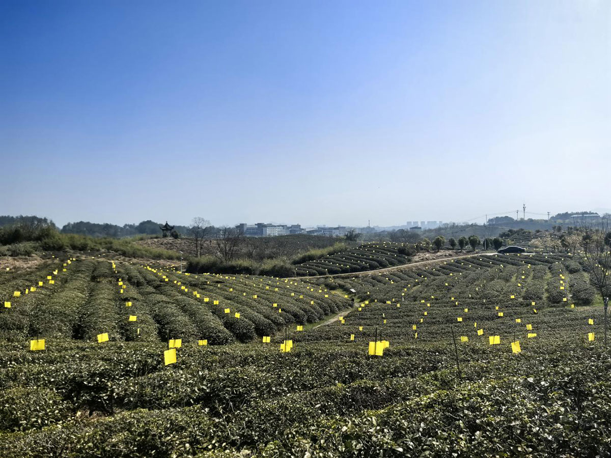 屯溪實(shí)驗(yàn)茶場(chǎng)：插放粘蟲黃板 護(hù)航綠色茶園